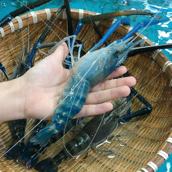 Tôm Càng Xanh Sống